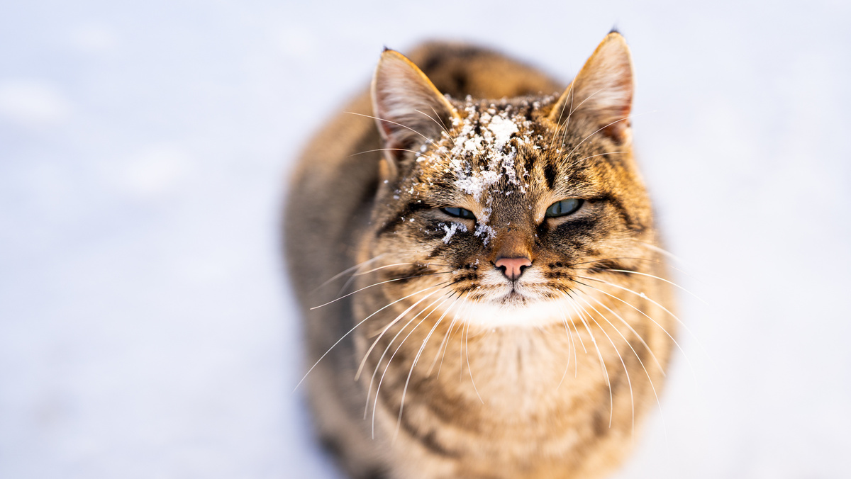 Cat in Snow 