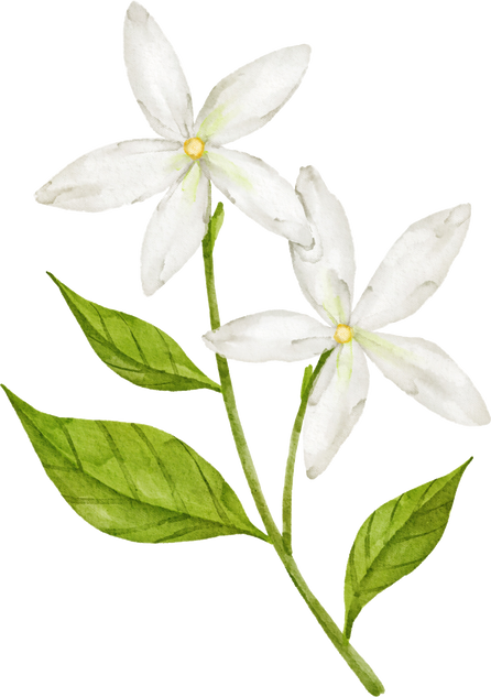 Watercolor Jasmine Flower Plant