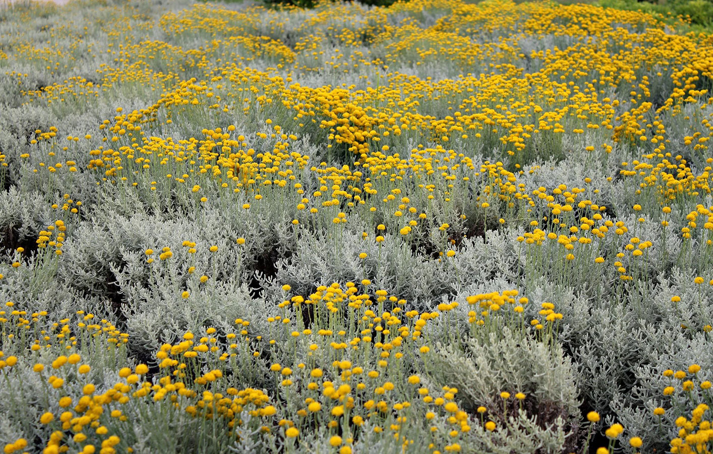 Helichrysum italicum