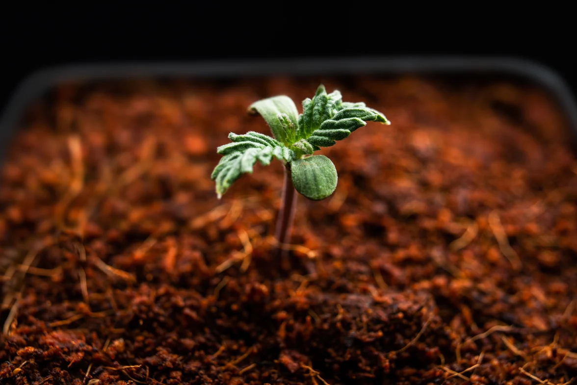 growing marijuana shoots of plants of medical grass seedlings