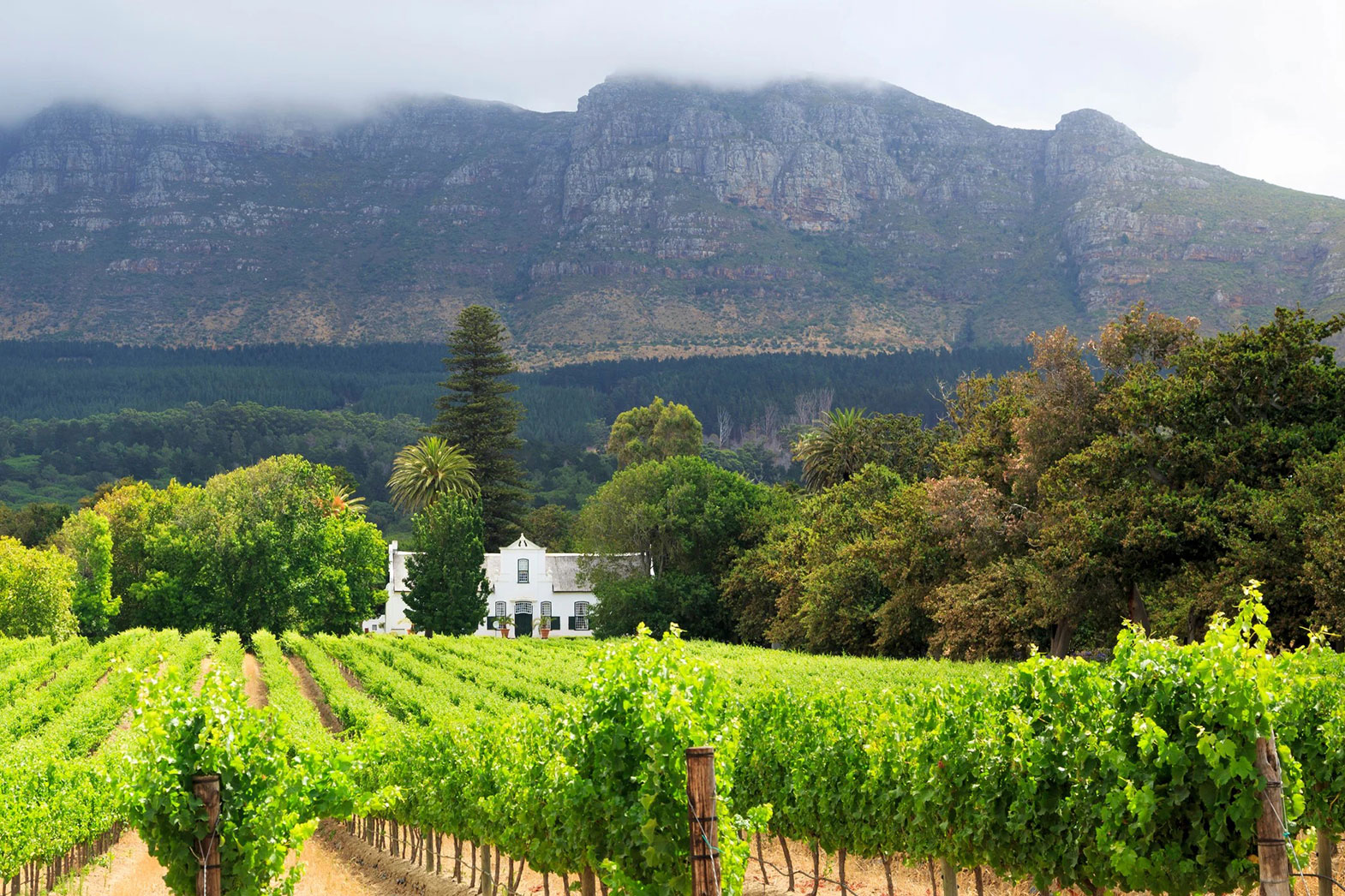 Stellenbosch Vineyard, Cape Town