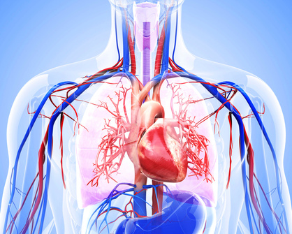"Human cardiovascular system