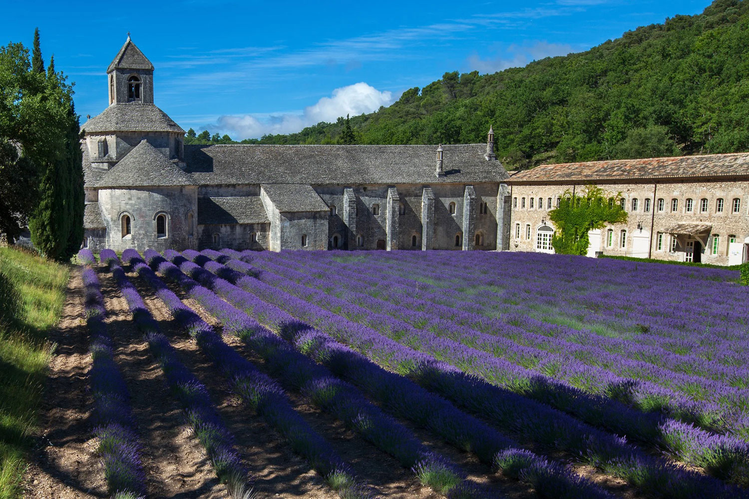 Abbey Senanque