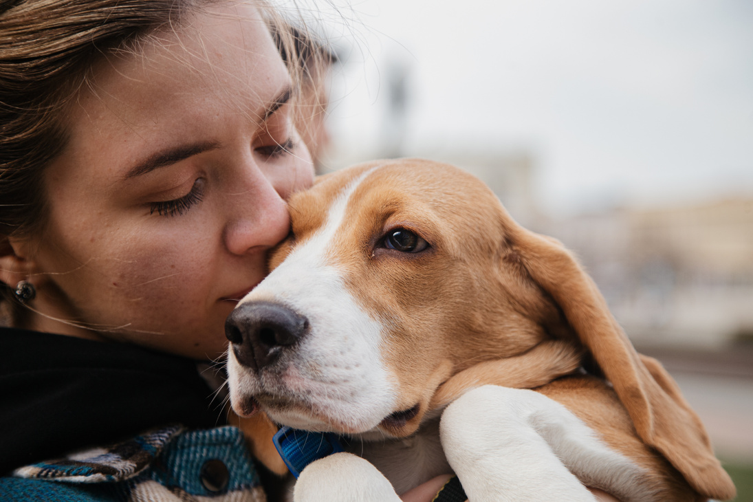 Close-Up Photo of a Woman Kissing Her Cute Beagle Pet