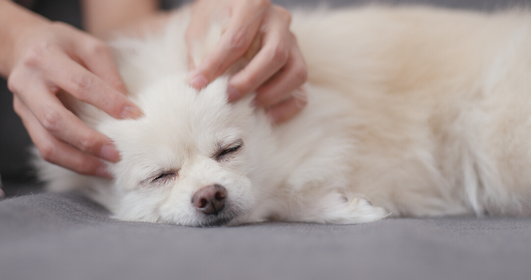 Pet Owner Massage on White Dog