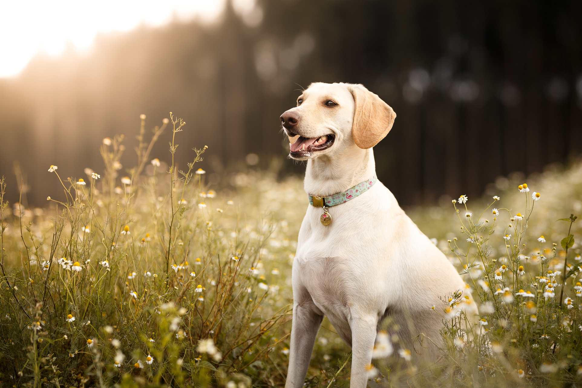 Mutt dog smiling in the fields