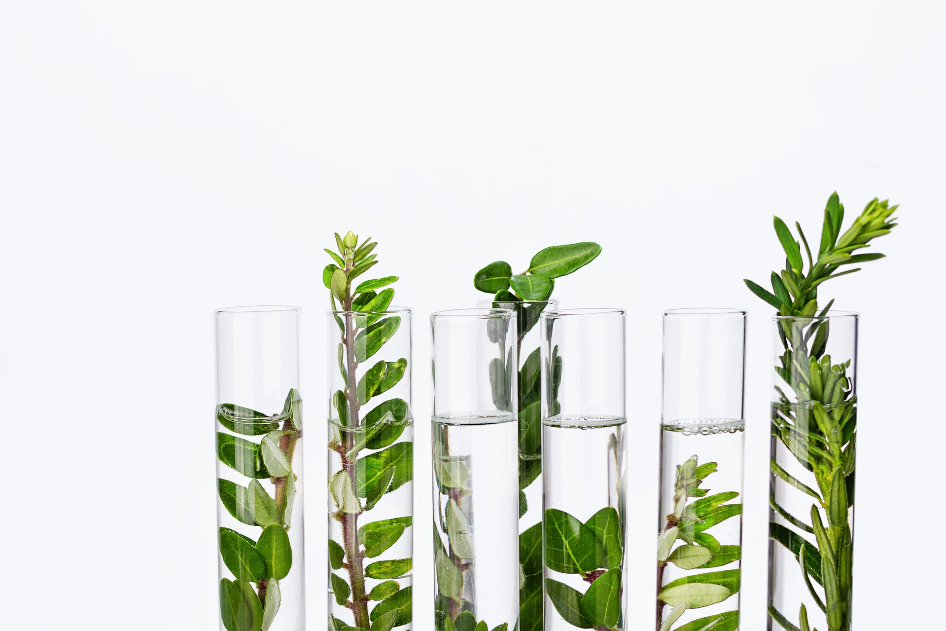 Test Tubes Filled with Water and Plants