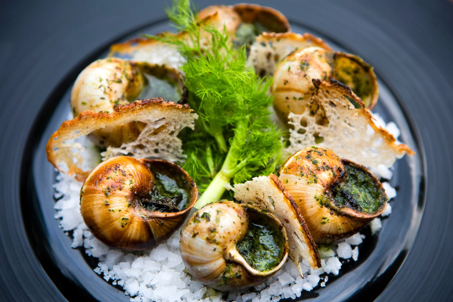 Escargot Edible Snail French Cuisine