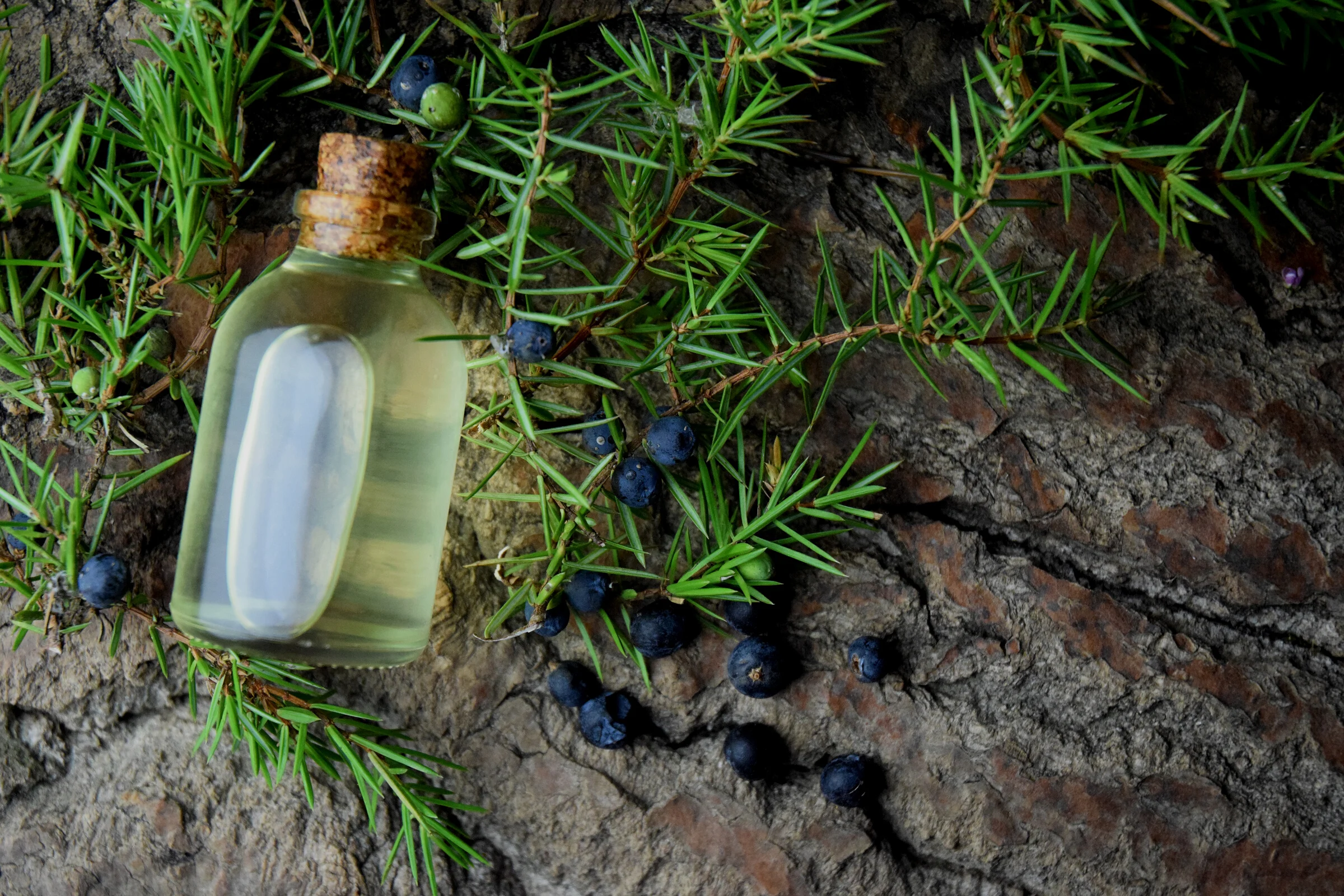 juniper oil aromatherapy