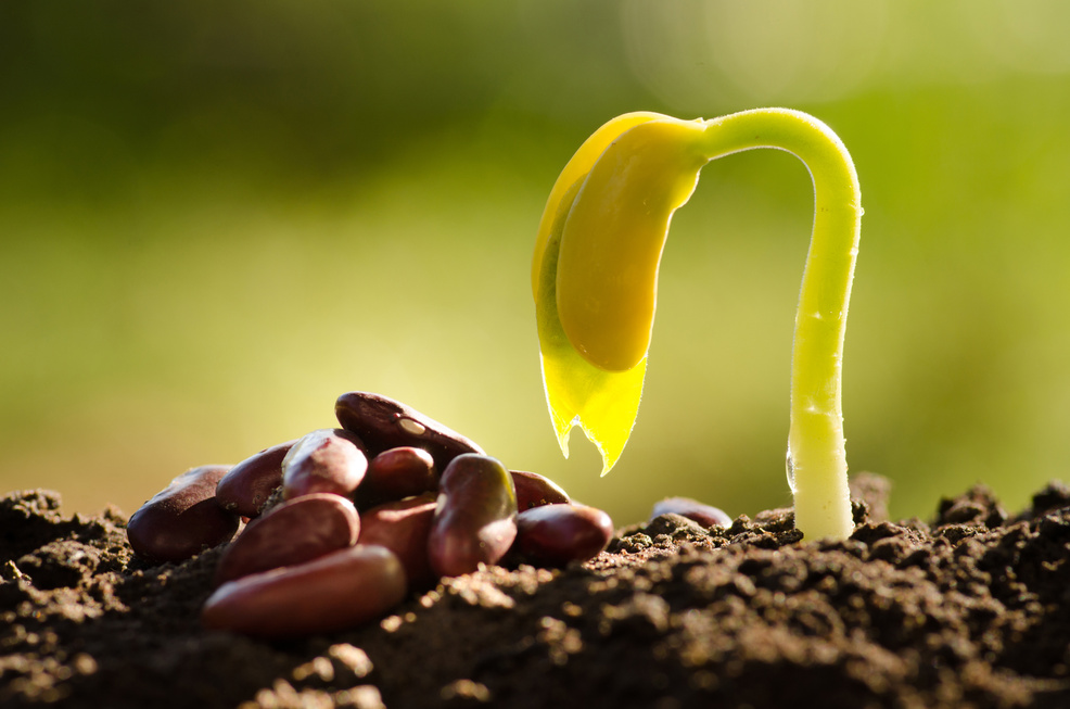 Seed for planting and germinating seed grow over back soil