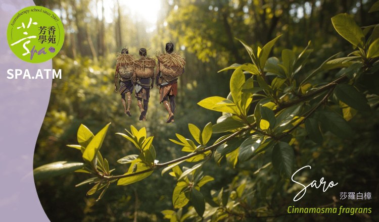 莎羅白樟 Saro