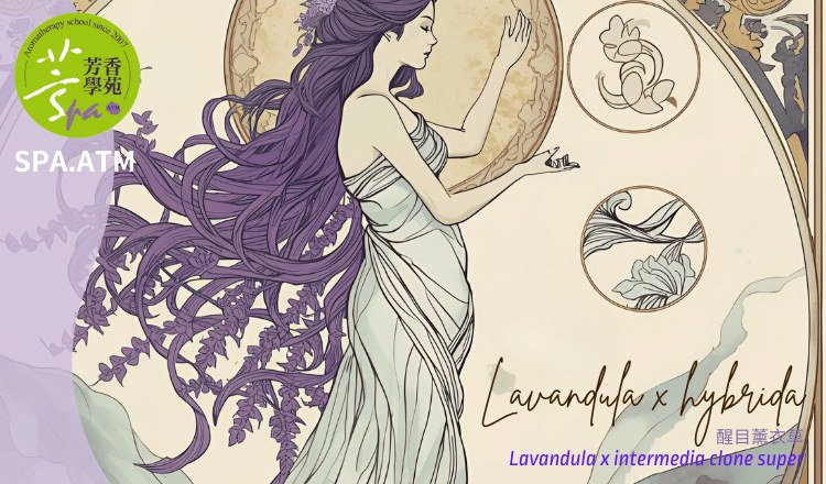 超級醒目薰衣草